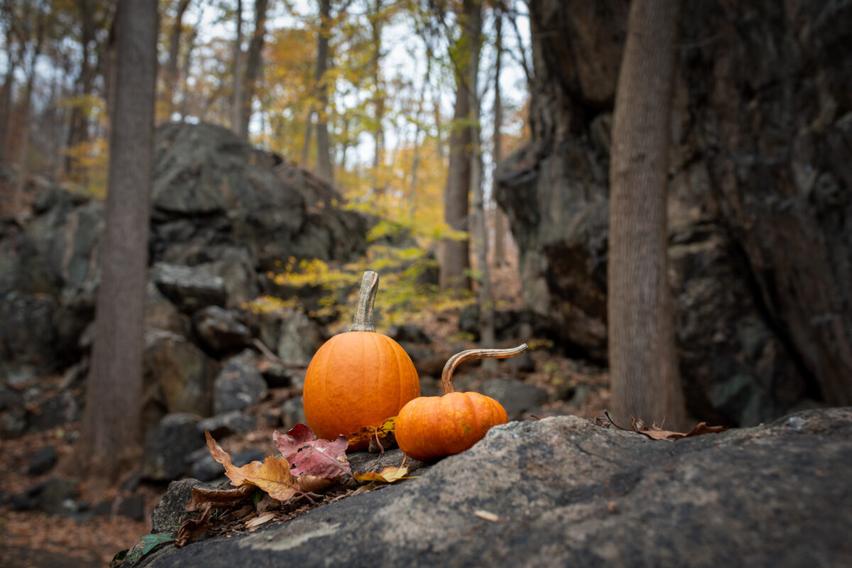 Orange pumpkins on a craggy boulder below Ravens Rock in Sleepy Hollow, New York