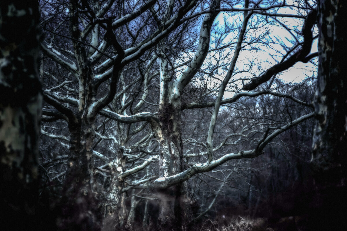 The bare limbs of a sycamore tree are stark against the sky at Rockefeller State Park Preserve.