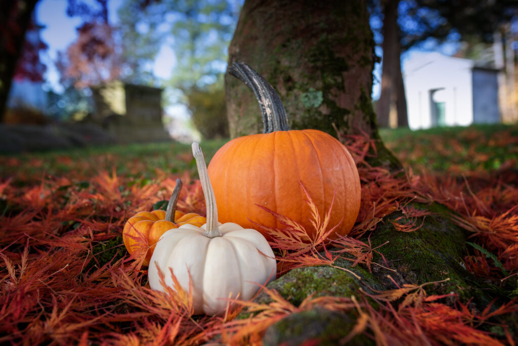 Three pumpkins nestled in fallen leaves in Sleepy Hollow Cemetery.