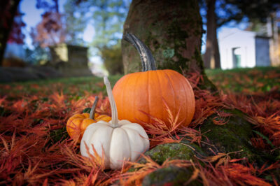Three pumpkins nestled in fallen leaves in Sleepy Hollow Cemetery.