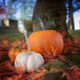 Three pumpkins nestled in fallen leaves in Sleepy Hollow Cemetery.