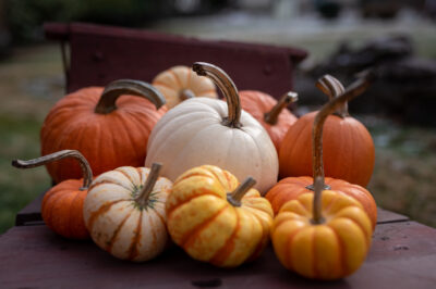 Orange, yellow and white pumpkins arranged in the bed of a wooden wheelbarrow.