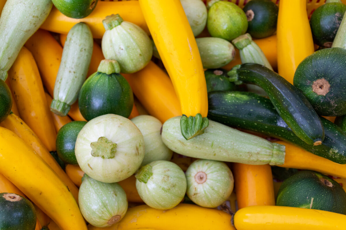 Fresh yellow and green squash at Tarrytown and Sleepy Hollow Farmers Market.