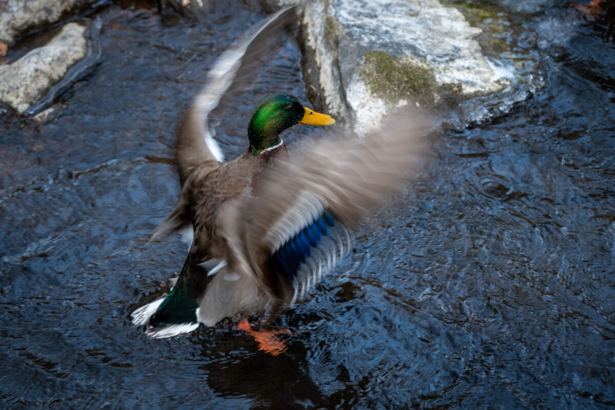 A male mallard duck flaps his wings in the partially frozen Pocantico River.