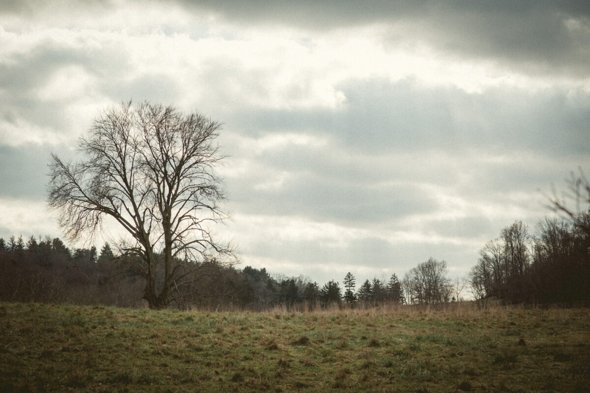 A view looking up a hill at Rockefeller State Park Preserve, with sun streaming through breaks in clouds.