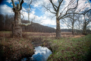 Blue sky reflects off a stream at Rockefeller State Park Preserve.