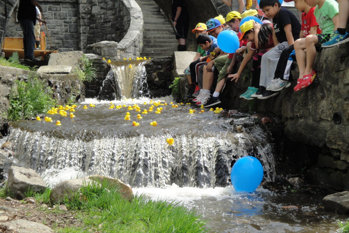Children watch rubber ducks float down a waterfall in Andre Brook during the Tarrytown Rotary Club Duck Derby.
